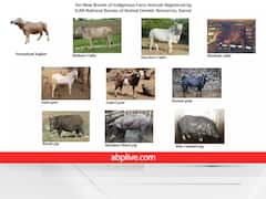 गाय, भैंस, बकरी, सुअर समेत 10 नस्लों को मिला 'देसी पशुधन' का खिताब, यहां जानें इनकी खूबियां