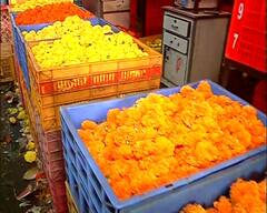 Mumbai Flowers : दिवाळीत बाजारपेठा सजल्या, फुलांच्या मागणीत वाढ, झेंडूच्या फुलांचा दर 100 रुपये