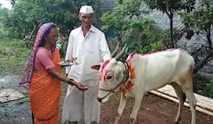 In Pics : दिन दिन दिवाळी, गायी म्हशी ओवाळी'; पुण्यातील ग्रामीण भागात गाय बासराचं पूजन