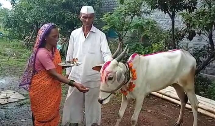 पुणे जिल्ह्यातील भोर तालुक्यातील खानापूर गावात परंपरेनुसार गायीची पूजा करण्यात आली.