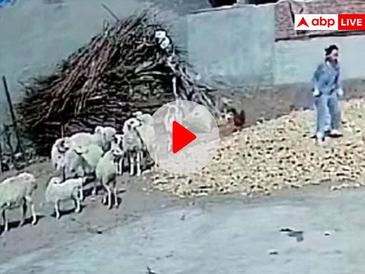 मुर्गी को बचाने के लिए भेड़ ने कर दिया महिला पर हमला, Video देखकर मजा आ जाएगा Sheep attacks on lady who was hitting hen karmo ka fal viral video मुर्गी को बचाने के लिए भेड़ ने कर दिया महिला पर हमला, Video देखकर मजा आ जाएगा