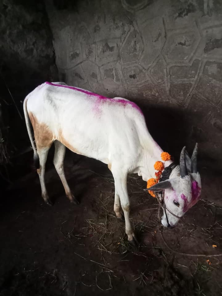 त्यामुळे दिवाळीची सुरुवात गायीची पूजेने होते.