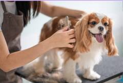 Pune Dog News : 'उठा उठा दिवाळी आली भू-भू स्नानाची वेळ झाली'; पुणेकर यंदा कुत्र्यांनाही घालणार अभ्यंगस्नान