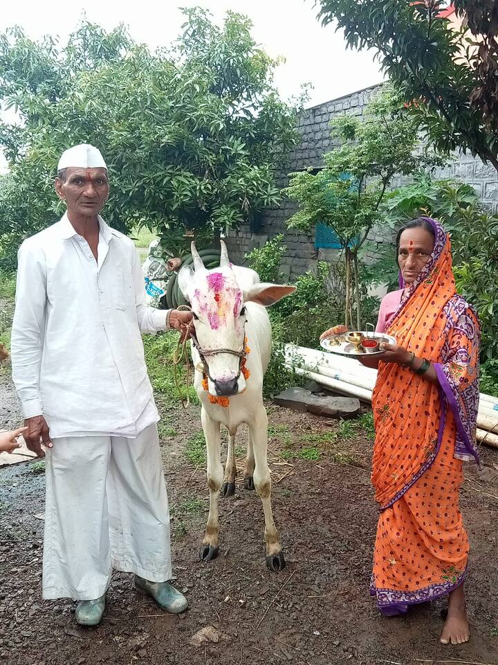 गाई वासरांबद्दल कृतज्ञता व्यक्त करण्याचा हा दिवस आहे.