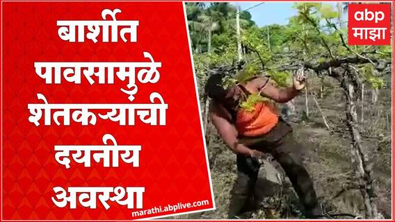 Solapur: बार्शीत सततच्या पावसामुळे शेतकऱ्यांची दयनीय अवस्था, प्रशासन फळबागांना मदत देण्यास तयार नाही