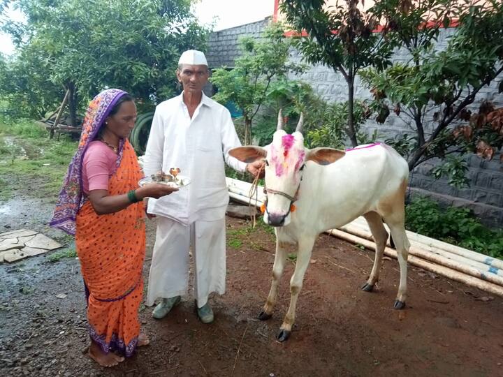 मागील अनेक वर्षांपासून त्यांच्या घरची वसुबारसाची परंपरा कायम आहे.