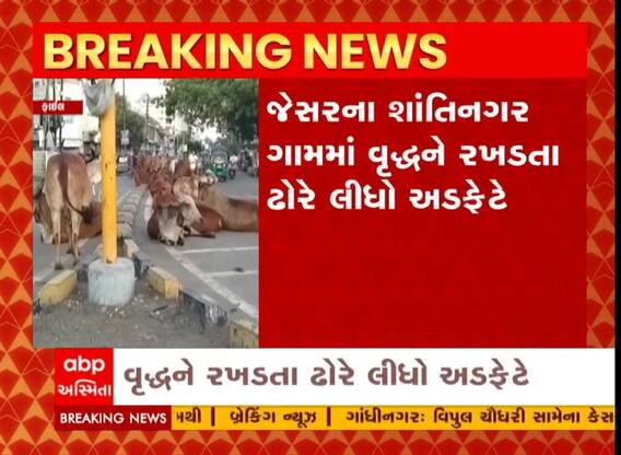 ભાવનગર જિલ્લાના ગ્રામ્ય વિસ્તારમાં ફરી સામે આવ્યો ઢોરનો આતંક, વૃધ્દ્રને રખડતા ઢોરે લીધો અડફેટે
