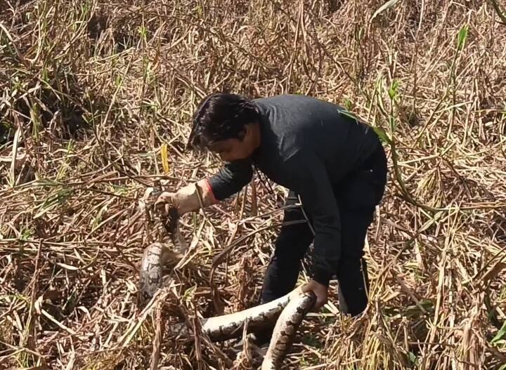 up news etawah 10 feet python rescue from Jamunapari Bhadavari Farm ann Etawah: विश्व प्रसिद्ध जमुनापारी भदावरी फार्म में मिला 10 फीट का अजगर, वन विभाग ने किया रेस्क्यू