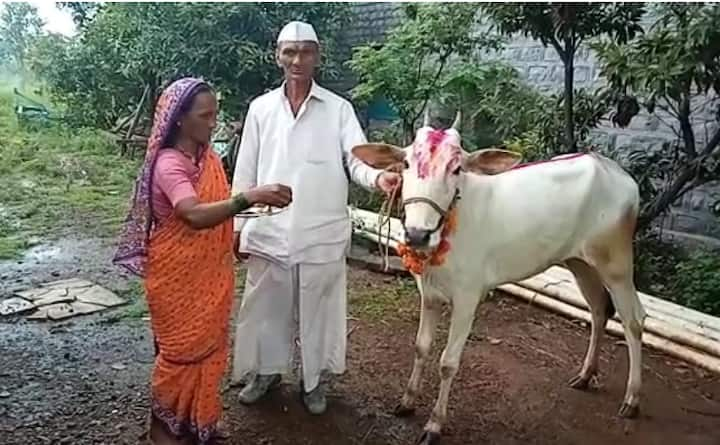 दीपोत्सव अर्थात दिवाळीला खऱ्या अर्थाने शुक्रवारी वसुबारसेनी प्रारंभ झाला असून भारतात भारतीय संस्कृतीत गायीला विशेष महत्त्व आहे.