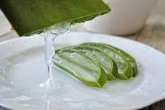 Benefits Of Aloe Vera : ত্বকের জেল্লা থেকে হজমে সাহায্য, তাক লাগাবে অ্যালোভেরা জুসের গুণ