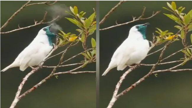 surprised to see a bird blowing smoke the beauty of smoking bird will fascinate Viral Video: ਪੰਛੀ ਨੂੰ ਧੂੰਆਂ ਉਡਾਉਂਦੇ ਦੇਖ ਦੰਗ ਰਹਿ ਗਏ ਲੋਕ, ਮਨਮੋਹਕ ਕਰ ਦੇਵੇਗੀ 'ਸਮੋਕਿੰਗ ਬਰਡ' ਦੀ ਖੂਬਸੂਰਤੀ