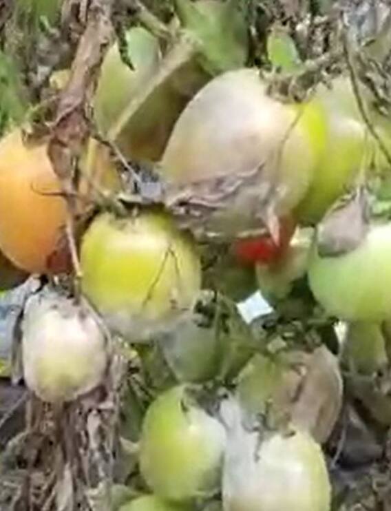 सांगलीत टोमॅटो पिकावर बुरशीजन्य रोगाचा प्रादुर्भाव