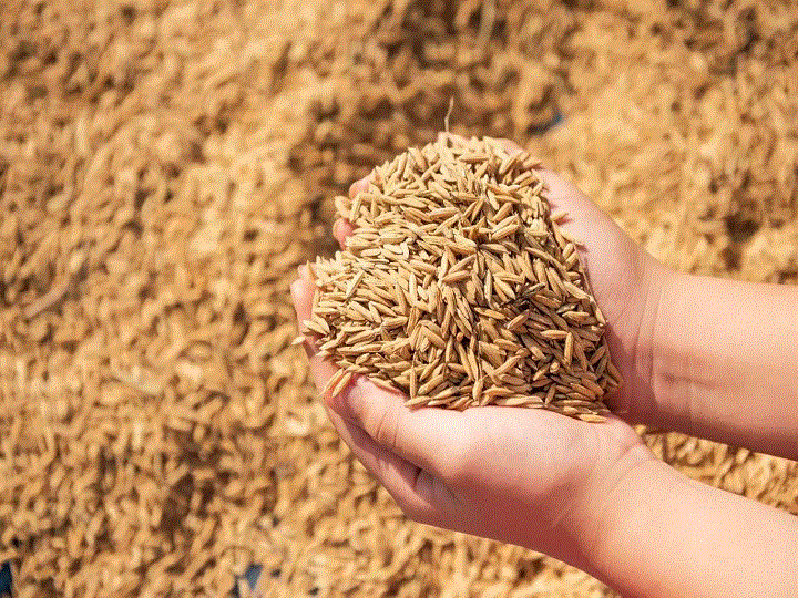 25 lakh farmers have registered to sell paddy at MSP in state Paddy Procurement: इस स्टेट में MSP पर धान बेचने के लिए 25 लाख किसानों ने कराया रजिस्ट्रेशन, एक नवंबर से स्टेट गवर्नमेंट करेगी धान खरीद
