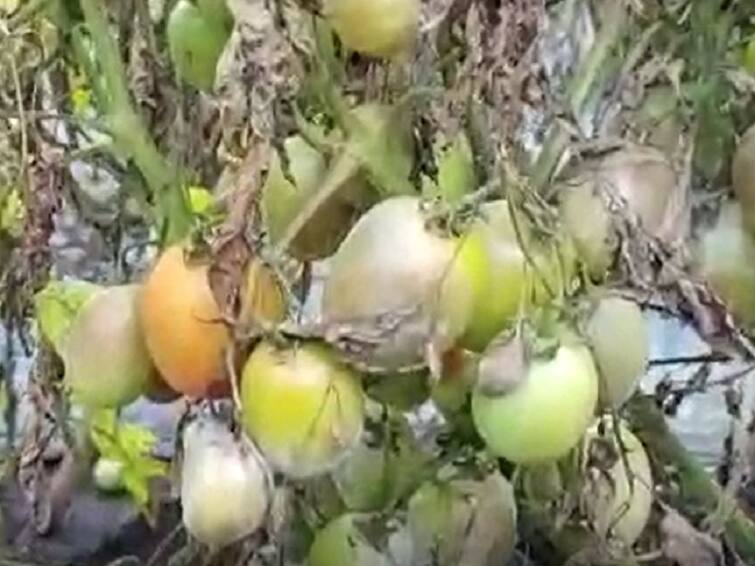 Fungal disease outbreak on tomato crop, huge loss to farmers in Sangli district  Sangli Rain : परतीच्या पावसानं टोमॅटोवर बुरशीजन्य रोगाचा प्रादुर्भाव, सांगली जिल्ह्यातील शेतकऱ्याचं मोठं नुकसान