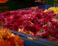 Mumbai Flowers : दिवाळीत बाजारपेठा सजल्या, फुलांच्या मागणीत वाढ, झेंडूच्या फुलांचा दर 100 रुपये