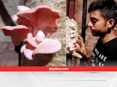 रेगिस्तान में उगा दिए अनोखे-हिमालयी मशरूम, मेहनत देख पूरा देश कर रहा है वाहवाही