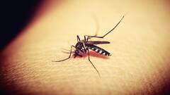 WB Dengue Update: কালীপুজোর আগে ভয়াবহ ডেঙ্গি পরিস্থিতি, সবথেকে খারাপ অবস্থা কোন জেলার ?