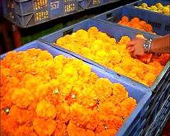 Mumbai Flowers : दिवाळीत बाजारपेठा सजल्या, फुलांच्या मागणीत वाढ, झेंडूच्या फुलांचा दर 100 रुपये