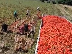 অভিনব পদ্ধতিতে ট্রাকে টমেটো ভরছেন এক ব্যক্তি, ভাইরাল ভিডিও