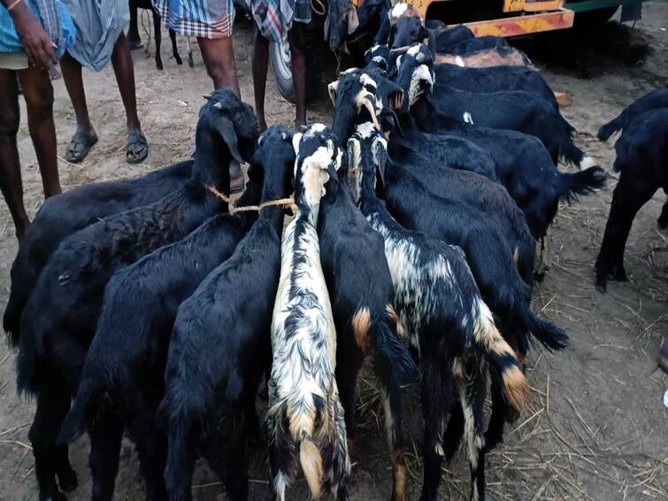 Tindivanam: Goat theft in Tindivanam areas ahead of Diwali TNN தீபாவளி களைகட்டிய நிலையில், திண்டிவனம் பகுதிகளில் ஆடுகள் திருட்டு - மக்கள் அதிர்ச்சி