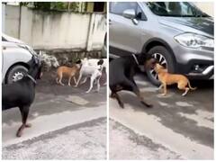 भौकाल टाइट कर रहा था डॉबरमैन, आवारा कुत्ते ने चंद सेकंड में निकाल दी हवाबाजी 