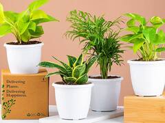 Air Purifier Plant On Amazon:एयर प्यूरिफायर ना सही, घर की हवा को क्लीन करने के लिए खरीदें ये इंडोर प्लांट