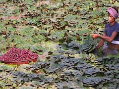 तालाब हो या खेत! हर जगह पाये सिंघाड़े की जबरदस्त पैदावार, बस इन बातों का रखें खास ध्यान