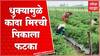 Nandurbar : पावसानंतर पिकांवर दाट धुक्याचं सावट, शेतकऱ्यांचं नुकसान, कांदा, मिरची पिकांना फटका?
