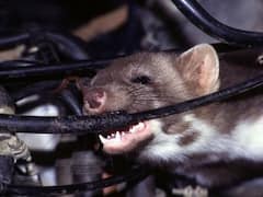 ఎలుకలు మీ కార్‌ను డ్యామేజ్ చేస్తున్నాయా? ఈ టిప్స్ పాటిస్తే, మళ్లీ కన్నెత్తి చూడవు!