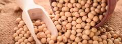 Soyabean Benefits: સોયાબીનના છે ગજબ ફાયદા, આ બીમારીમાં છે રામબાણ ઇલાજ