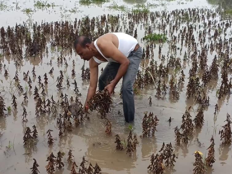 Maharashtra Rain News Heavy loss of crops of farmers in Marathwada due to return rains Maharashtra Rain : परतीच्या पावसाचा मराठवाड्याला तडाखा, पिकांचं मोठं नुकसान, दिवाळी सणावर विरजण