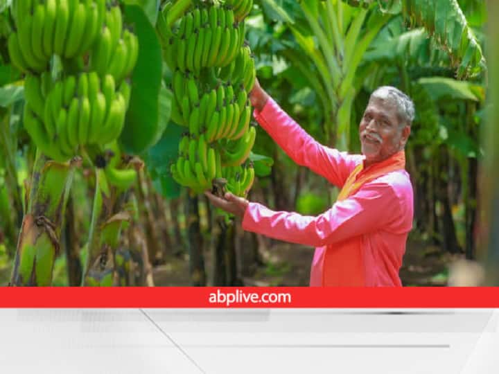 Government listed some district of bihar specialized in Litchi banana turmeric green pea production Fruit Cultivation: बिहार में लीची और केला ने इन जिलों में बनाया दबदबा, हल्दी-मटर के लिए इन इलाकों को मिली जिम्मेदारी