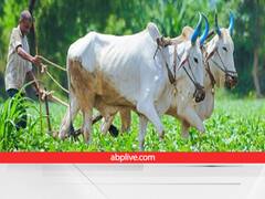 प्राकृतिक खेती के लिए यूपी के किसानों को मिलेगी एक देसी गाय, हर महीने 900 रुपये भी देगी सरकार