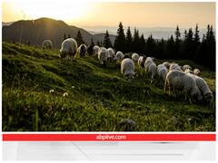 कम हो रहे हैं घास के मैदान, जानवरों के लिए होगी मुसीबत, कार्बन ज्यादा होगा तो इंसानों को लगेंगी नई बीमारियां