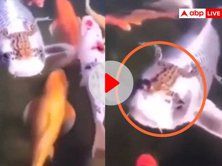 Video: मछली के ऊपर बैठकर मेढक ने की मुफ्त की सैर, लोगों ने पूछा- बचा है या गया? Frog takes ride sitting on Big Koi Fish amazed internet viral video Video: मछली के ऊपर बैठकर मेढक ने की मुफ्त की सैर, लोगों ने पूछा- बचा है या गया?
