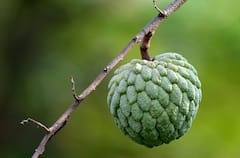Custard Apple: ঝুঁকি কমায় ক্যানসারের, আতার পুষ্টিগুণ সম্পর্কে রইল বিস্তারিত তথ্য