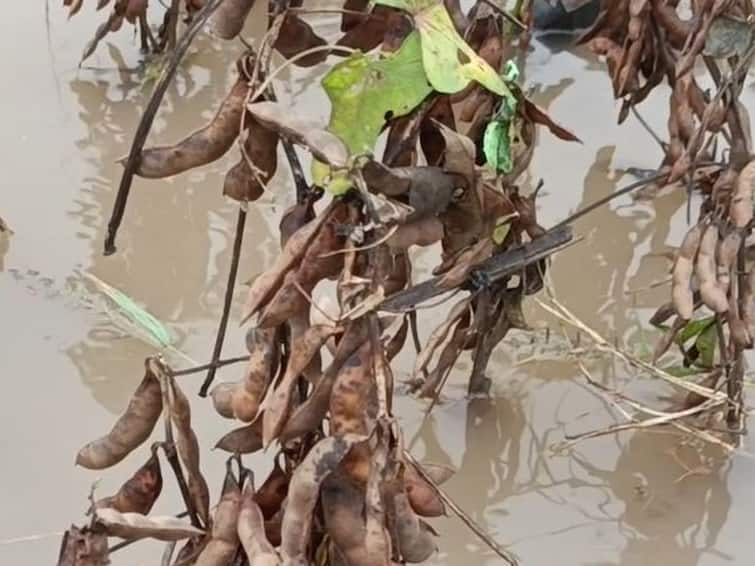 Heavy rain in Nanded district, loss of agricultural crops Nanded Rain : नांदेड जिल्ह्यात आभाळ फाटलं, मुसळधार पावसामुळं पिकं मातीमोल, शेतकरी संकटात