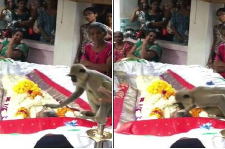 viral marathi video monkey attends funeral of man and tries to make him up emotional Viral Video : चक्क मानवाच्या अंत्यदर्शनाला पोहोचले माकड, मृतदेहाच्या शेजारी बसून 'हे' केले, व्हिडीओ पाहून व्हाल भावूक