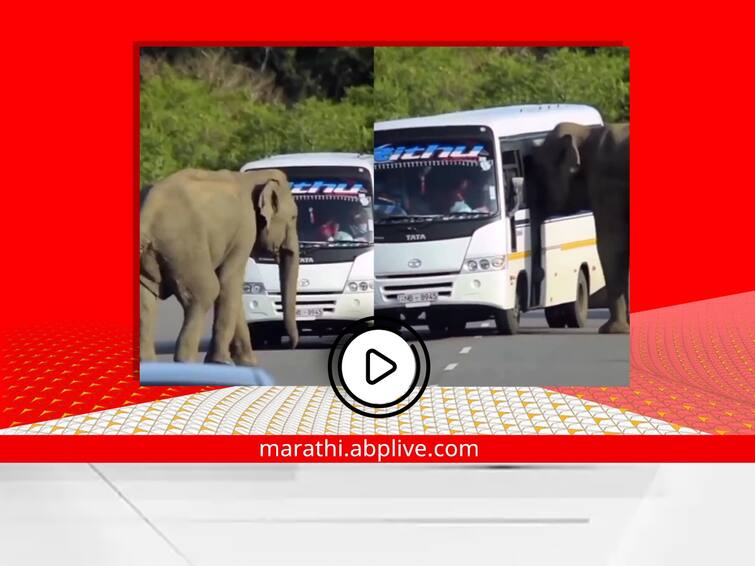 elephant viral video stopping bus people said everbody wants to reach home diwali Viral Video : हत्तीने माणसाप्रमाणे हात दाखवत थांबवली बस, कसं 'ते' तुम्हीही पाहा; व्हिडीओ होतोय व्हायरल