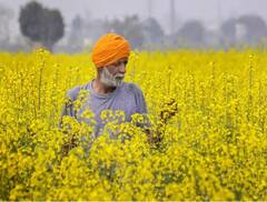 Mustard Farming: 100 ਦਿਨਾਂ ਵਿੱਚ ਹੀ ਸਰ੍ਹੋਂ ਦੀ ਨਵੀਂ ਕਿਸਮ ਦੇਵੇਗੀ ਚੰਗਾ ਝਾੜ ਤੇ ਚੋਖਾ ਤੇਲ