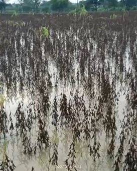 पावसाचा पिकांना मोठा फटका