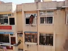 Diwali Ki Safai? Video Of Woman Cleaning Windows While Standing On Ledge Stuns Internet