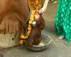 Dhanteras 2022: સુરતમાં ધનતેરસ પર ગૌમાતાની કરાઈ પૂજા, જુઓ તસવીરો