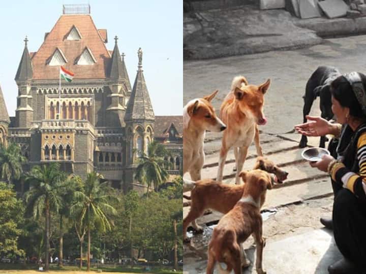 Bombay High Court Impose fine on citizens for feeding Stray dogs on roads, public places Bombay High Court: వీధి కుక్కలపై అంత ప్రేమ ఉంటే దత్తత తీసుకోండి, అలా మాత్రం చేయడానికి వీల్లేదు - బాంబే హైకోర్ట్