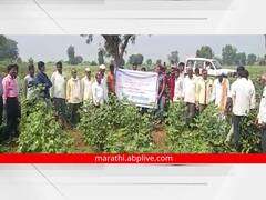 गुलाबी बोंडअळीचा नंदुरबार पॅटर्न राज्यातील कापूस उत्पादक शेतकऱ्यांना फायद्याचा ठरणार