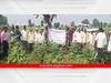 गुलाबी बोंडअळीचा नंदुरबार पॅटर्न राज्यातील कापूस उत्पादक शेतकऱ्यांना फायद्याचा ठरणार