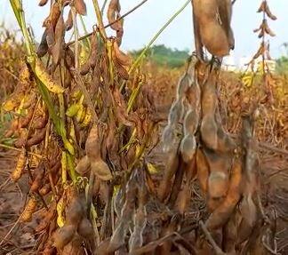 परतीच्या पावसाचा मराठवाड्याला तडाखा, सोयाबीनचं मोठं नुकसान