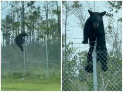 कंटीले बाड़ को पार कर एयर फ़ोर्स बेस में घुसा भालू, ओलंपियन की तरह दिखाई फुर्ती