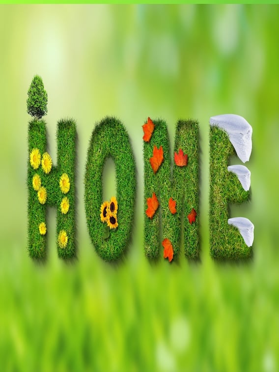 ఈ మొక్కలు ఇంట్లో పెంచడం మంచిదికాదు