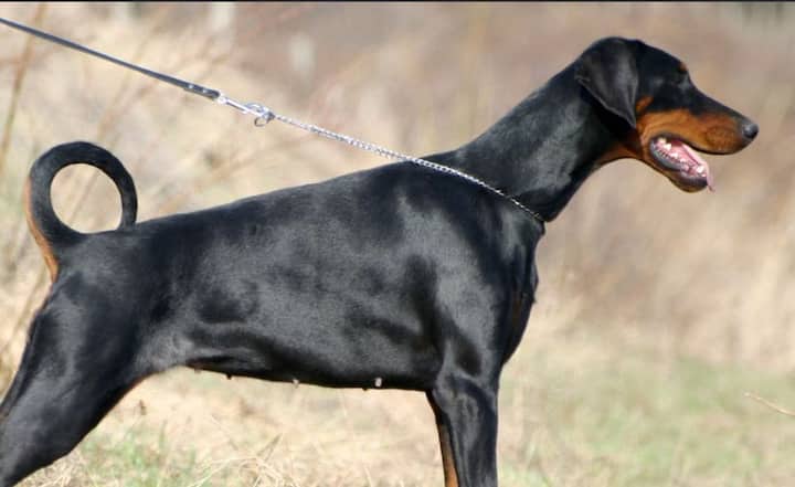 ਡੋਬਰਮੈਨ ਪਿਨਸ਼ਰ (Doberman Pinscher) ਦਾ ਹਮਲਾ ਸ਼ੇਰ ਜਾਂ ਚੀਤੇ ਵਰਗਾ ਹੁੰਦਾ ਹੈ। ਇਹ ਮੂਲ ਰੂਪ ਵਿੱਚ ਅਮਰੀਕਾ ਅਤੇ ਕੈਨੇਡਾ ਵਿੱਚ ਪਾਇਆ ਜਾਂਦਾ ਹੈ। ਕਈ ਦੇਸ਼ਾਂ ਵਿੱਚ ਇਸ ਨੂੰ ਘਰਾਂ ਵਿੱਚ ਚੁੱਕਣ ਦੀ ਵੀ ਮਨਾਹੀ ਹੈ। ਭਾਰਤ ਵਿੱਚ ਹਰ ਸਾਲ ਡੋਬਰਮੈਨ ਪਿਨਸ਼ਰ ਦੇ ਹਮਲਿਆਂ ਕਾਰਨ 1-2 ਲੋਕਾਂ ਦੇ ਮਰਨ ਦੀਆਂ ਖਬਰਾਂ ਆਉਂਦੀਆਂ ਹਨ।